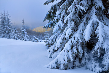  Winter landscape with snow-covered fir trees in the mountains.
