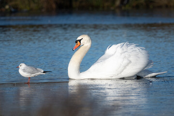 Male swan guarding the unfrozen part of the pond during winter in Bushy Park
