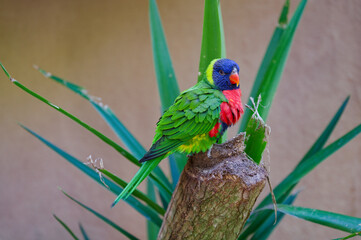 Papagei Regenbogenlori close up, parrot