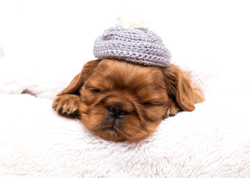 King Charles Spaniel puppy sleeping in a fluffy blanket