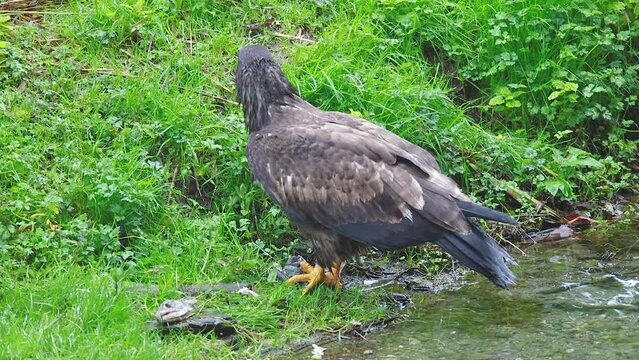 Juvenile Bald Eagle (Haliaeetus leucocephalus) scavenging on a dead salmon on tye bank of a stream