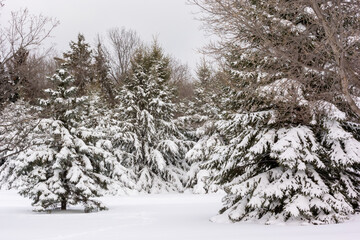Evergreen Trees Covered With Snow After A Late December Snowstorm In Wisconsin