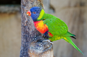 Papagei Regenbogenlori close up, parrot