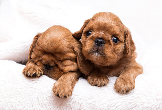 two puppies king charles spaniel sleeping in a fluffy blanket