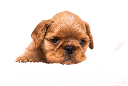 puppy king charles spaniel looking