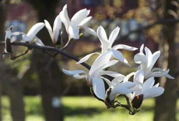Fotobehang Branch of white flowers and  buds of the star magnolia (Magnolia Stellata) native to Japan in spring against the sky © Galina Perevozova