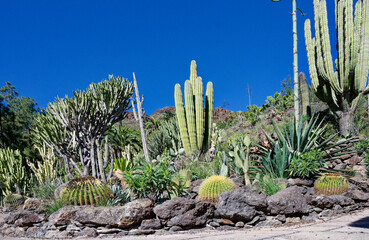 Fototapeta na wymiar Cactus in the landscape
