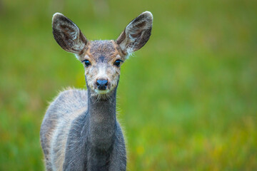 Portrait of a Mule Deer calf (Odocoileus hemionus) looking into the camera