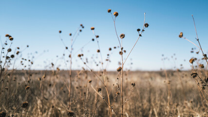 Dried wildplants waving in the wind over the agricultural field alongside rural road, Heartland of America landscape in Texas, USA, tranquil familiar southwestern landscape
