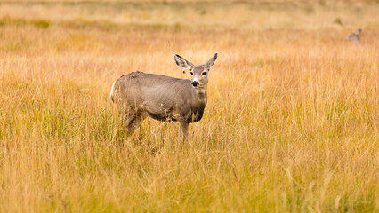 Mule Deer doe (Odocoileus hemionus) in tall dry grass