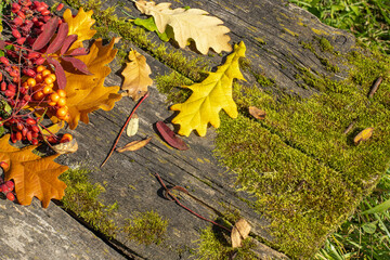 Wooden table in the yard with autumn leaves and moss, top view, copy space