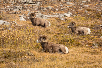 Group of three. Bighorn sheep (Ovis canadensis) rams ruminating on an alpine meadow high in the Rocky Mountains, Canada
