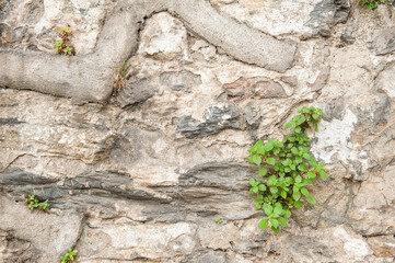 Grunge wall background with old stones and green plants texture