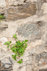 Grunge wall background with old stones and green plants texture