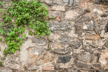 Grunge wall background with old stones and green plants texture