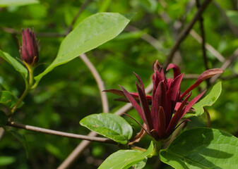 Close up of a large burgundy flower and green leaves of the  sweetshrub (Calycanthus) against the sky