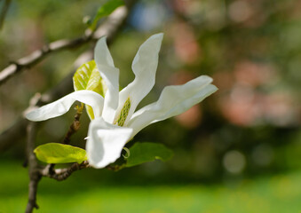Close up of a large white flower and green leaves of the star magnolia (Magnolia Stellata) native to Japan in spring against the sky