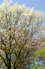 Obraz premium Beautiful spring blooming trees against the sky