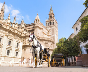 Fototapeta na wymiar White horse in front of the cathedral and the Giralda of Seville