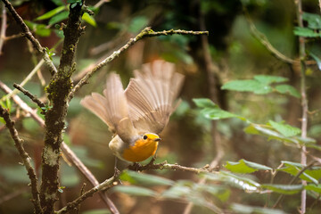 Robin, Bellmunt, St Pere de Torellò