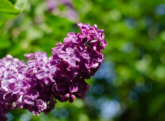 Close up of a branch of spring lilac flowers of the Syringa vulgaris (lilac) on the background