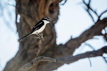 Southern Fiscal subspecie (pyrrhostictus) standing on a branch in Kgalagadi transfrontier park, South Africa; specie Lanius collaris family of Laniidae