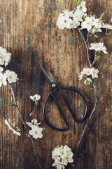 Spring rustic flat lay. Blooming cherry branch and scissors on rustic wooden background. Spring flowers rural wallpaper. Simple countryside living. Hello spring. Space for text