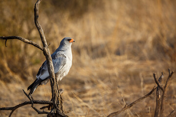 Pale Chanting-Goshawk standing on a branch in Kgalagadi transfrontier park, South Africa; specie Melierax canorus family of Accipitridae