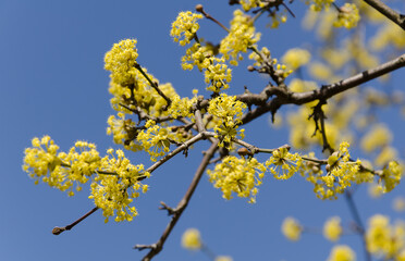 Close up of branch of spring yellow flowers of the Japanese cornelian cherry (Cornelian cherry, European cornel) against the sky