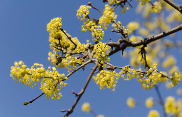 Close up of branch of spring yellow flowers of the Japanese cornelian cherry (Cornelian cherry, European cornel) against the sky - Powered by Adobe