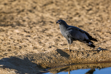 Pale Chanting-Goshawk at waterhole in Kgalagadi transfrontier park, South Africa; specie Melierax canorus family of Accipitridae