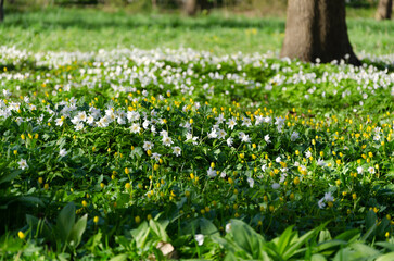 Beautiful white flowers of anemones and yellow flowers of Eranthis in spring forest in sunlight in nature. Spring morning forest landscape with flowering primroses