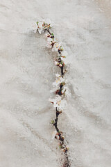 Cherry blooming branch under glass with water drops, flat lay. Floral rustic still life. Creative abstract image of spring flowers. Hello spring. Simple aesthetic wallpaper, wet flowers