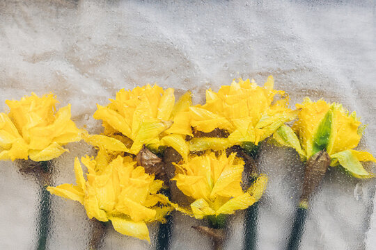 Stylish daffodils flowers under glass with water drops, flat lay. Floral rustic still life. Creative abstract image of spring flowers. Hello spring. Simple aesthetic wallpaper, wet flowers