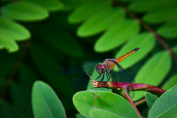 dragonfly on a leaf