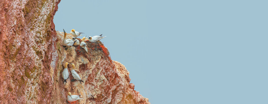Banner with wild nesting north Atlantic gannets with young chicks at red sandstone cliffs island Helgoland, biggest rookery in Germany at sunset colors and copy space blue sky background