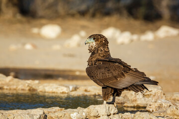 Bateleur Eagle juvenile standing at waterhole in Kgalagadi transfrontier park, South Africa ; Specie Terathopius ecaudatus family of Accipitridae