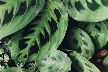 Maranta plant. Maranta leuconeura exotic leaves close up, beautiful houseplant in modern room. Greenery decor of home - obrazy, fototapety, plakaty