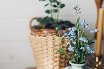 Beautiful blue spring little flowers on rustic background in room. Delicate myosotis petals, forget...