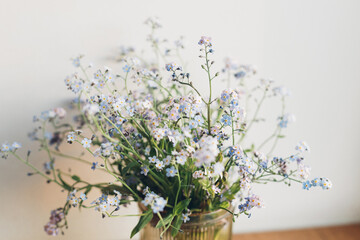 Beautiful little blue flowers in vase in warm sunlight against white wal. Delicate myosotis petals,...
