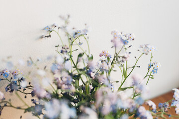 Beautiful little blue flowers in warm sunlight against white wall. Delicate myosotis petals, forget me not spring flowers. Atmospheric evening moment. Simple countryside living