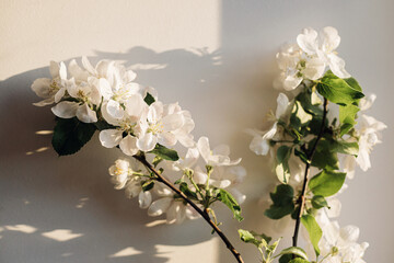 Blooming apple branch in evening sunlight against white wall. Spring flowers atmospheric still life. Simple countryside living, home decor. Space for text