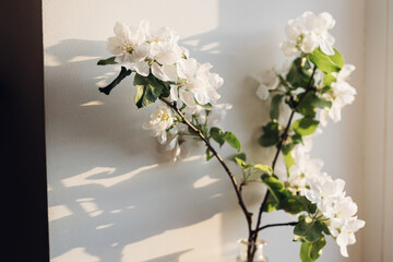 Blooming apple branch in evening sunlight against white wall. Spring flowers atmospheric still life. Simple countryside living, home decor. Space for text