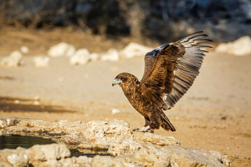 Bateleur Eagle juvenile landing at waterhole in Kgalagadi transfrontier park, South Africa ; Specie Terathopius ecaudatus family of Accipitridae