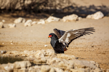 Bateleur Eagle spread wings at waterhole in Kgalagadi transfrontier park, South Africa ; Specie Terathopius ecaudatus family of Accipitridae