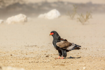 Bateleur Eagle standing in sand storm in Kgalagadi transfrontier park, South Africa ; Specie Terathopius ecaudatus family of Accipitridae