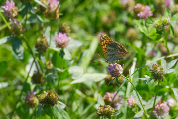 Silver-washed Fritillary butterfly (Argynnis paphia) sitting on a pink flower in Zurich, Switzerland