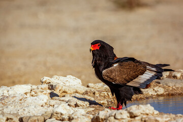 Bateleur Eagle standing at waterhole in Kgalagadi transfrontier park, South Africa ; Specie Terathopius ecaudatus family of Accipitridae