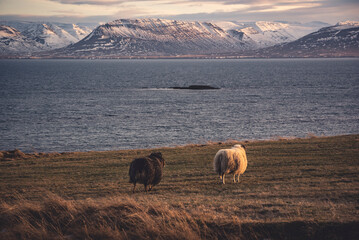 Una coppia di adorabili pecore intente a guardare il bellissimo paesaggio marittimo di fronte a...