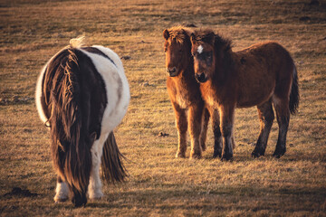 Coppia di piccoli cavalli islandesi, baciati dalla luce del tramonto.